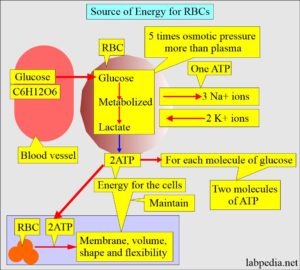 Red blood cell- part-1-Erythropoeisis and RBC maturation, RBC counting ...