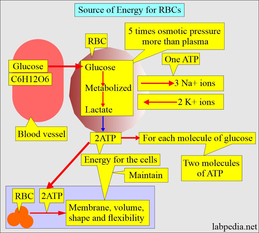 Erythropoiesis and RBC maturation: Glucose as a source of energy for RBCs