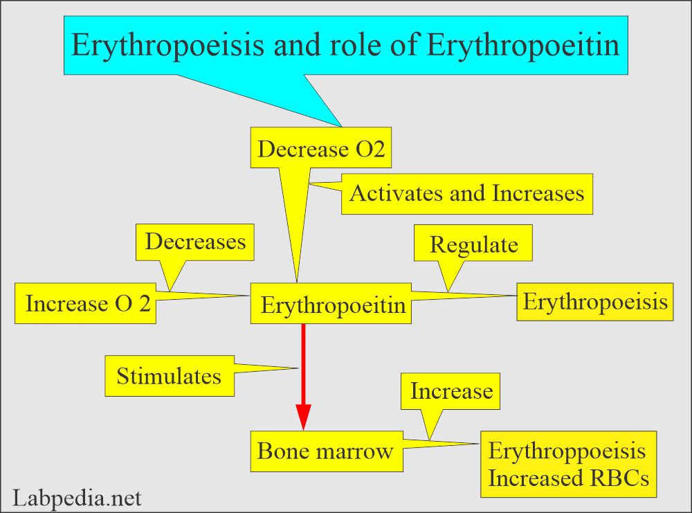 Erythropoiesis and RBC maturation: RBC effect of erythropoietin