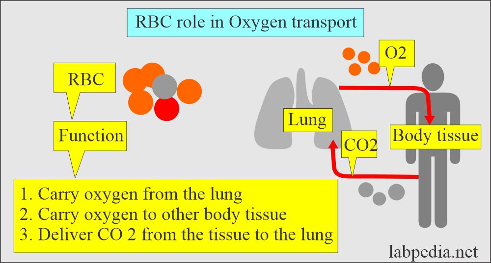 RBC role in oxygen transport