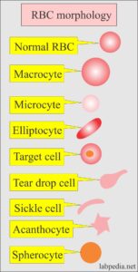 complete blood count, red blood cell morphology