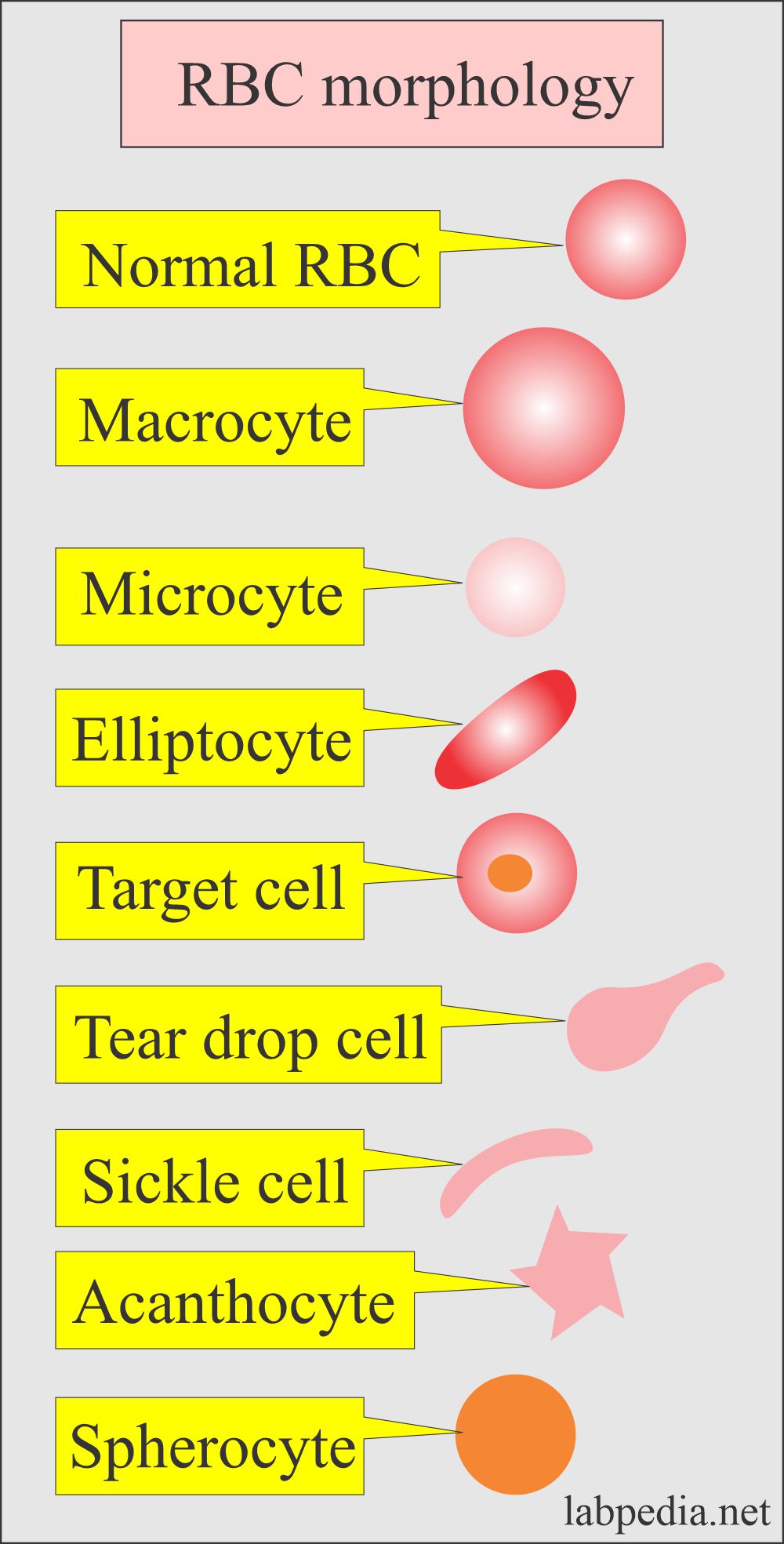 Red blood cell morphology 