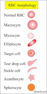 Red Blood Cell (RBC):- Part 2 - Peripheral Blood Smear, Normal Picture ...