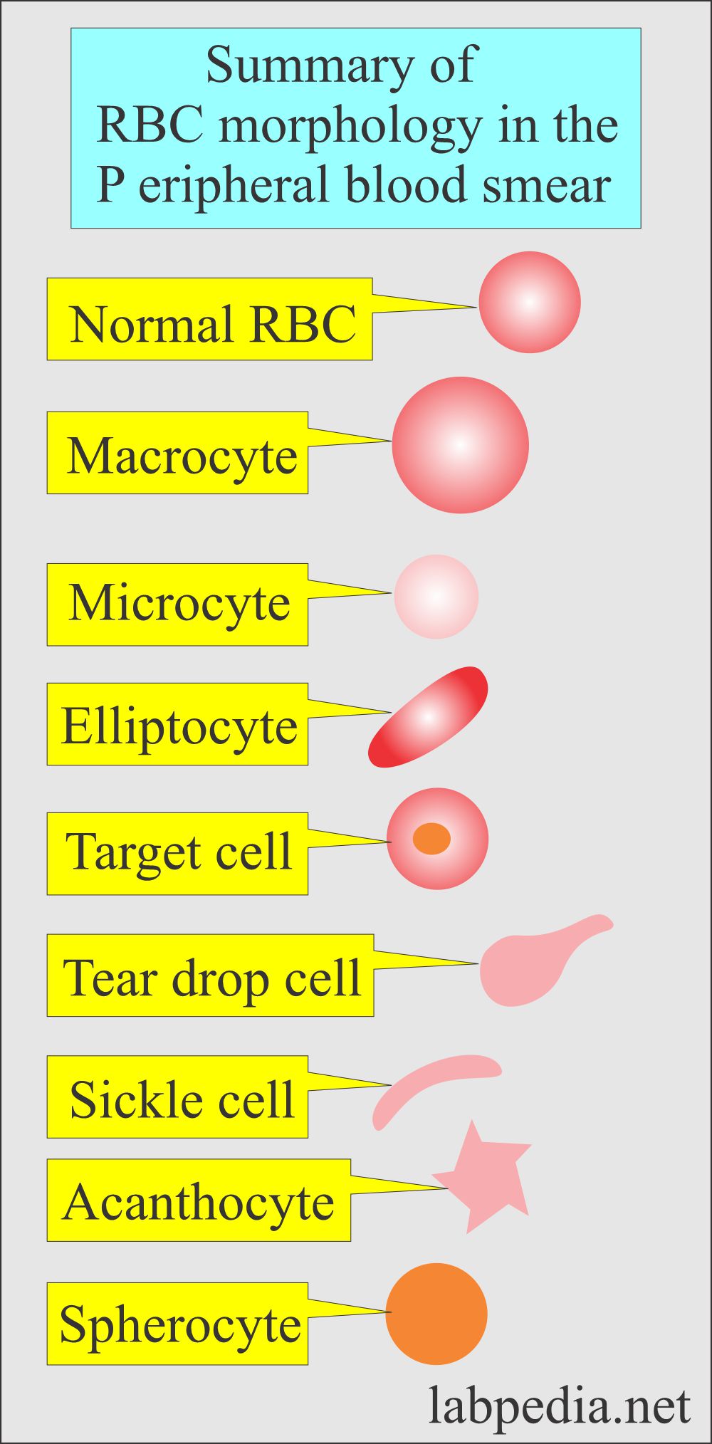 Summary of the peripheral blood smear