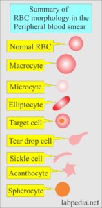 Hematology - Labpedia.net