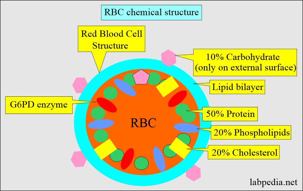 Erythropoiesis and RBC maturation: RBC chemical structure