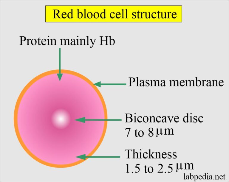 complete-blood-count-red-blood-cell-morphology