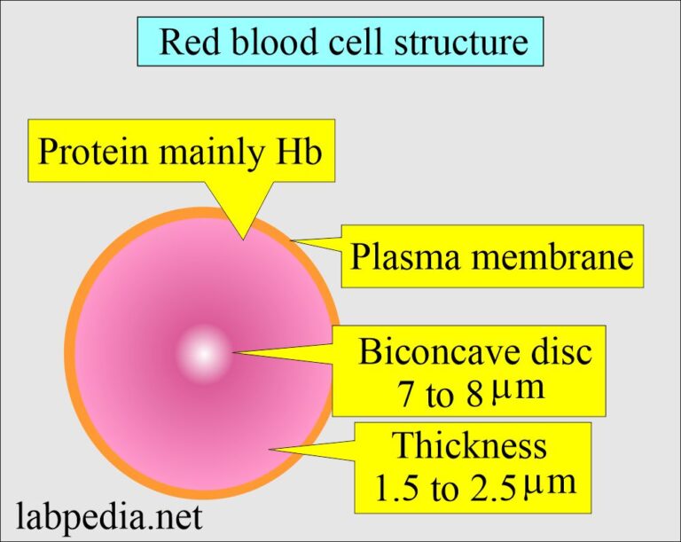 complete blood count, red blood cell morphology