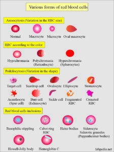 complete blood count, red blood cell morphology