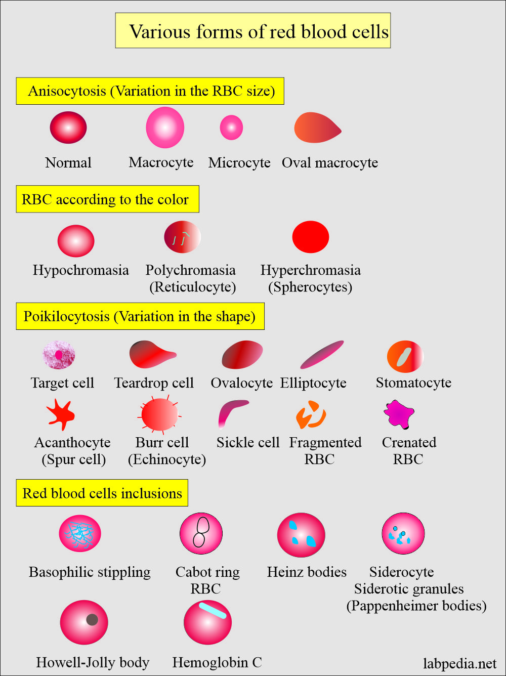 RBC morphological types