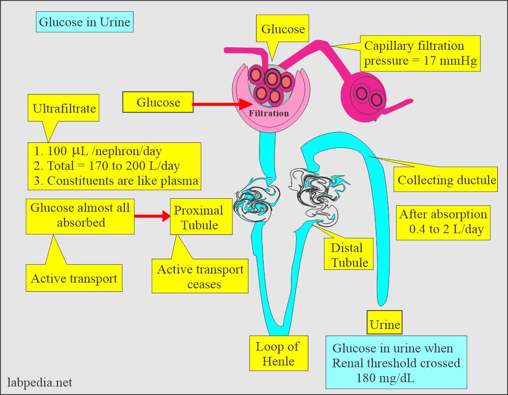 Glucose in Urine (Glycosuria): Mechanism of Renal glycosuria