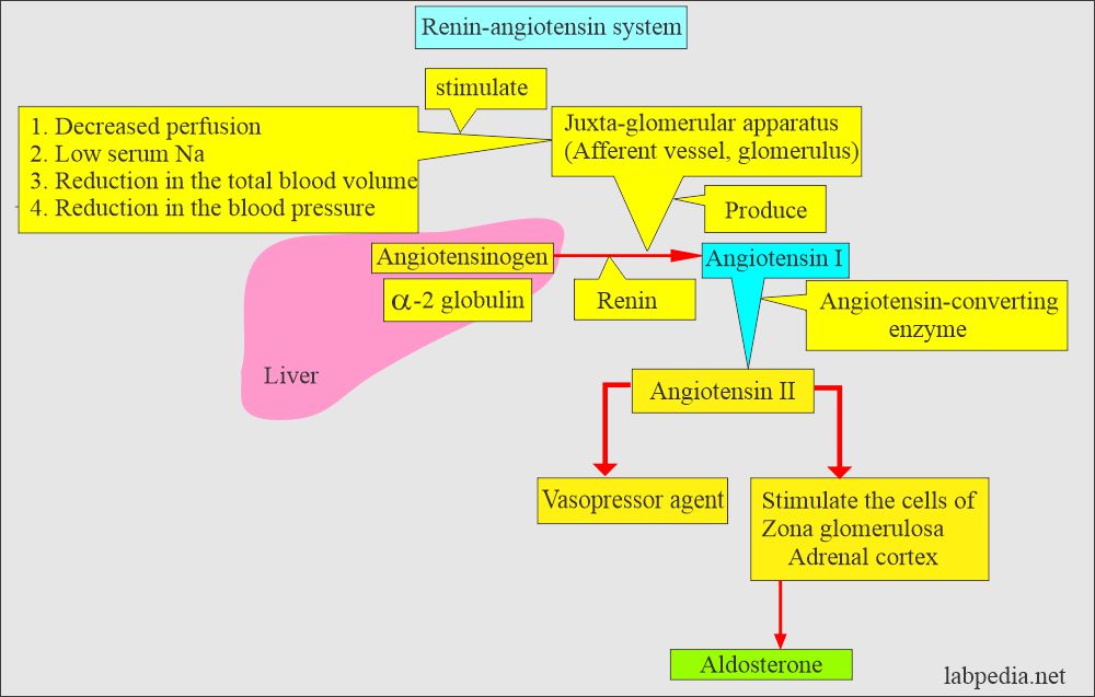 Renin-aldosterone system