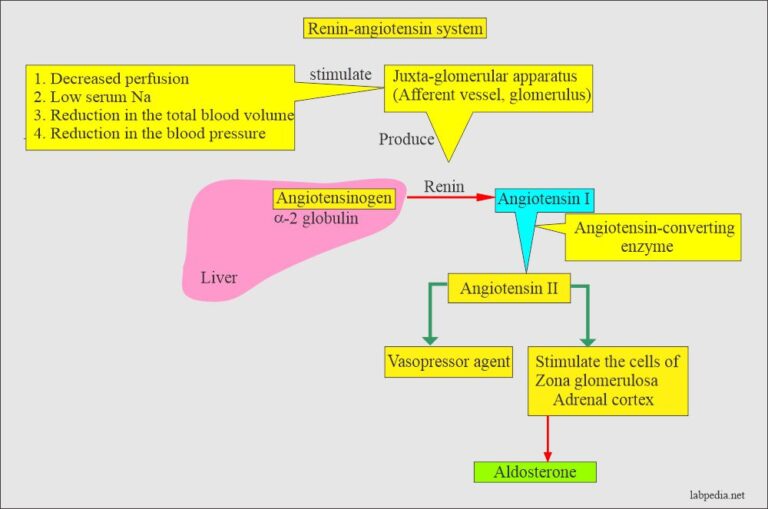 Aldosterone And Renin-Angiotensin System - Labpedia.net