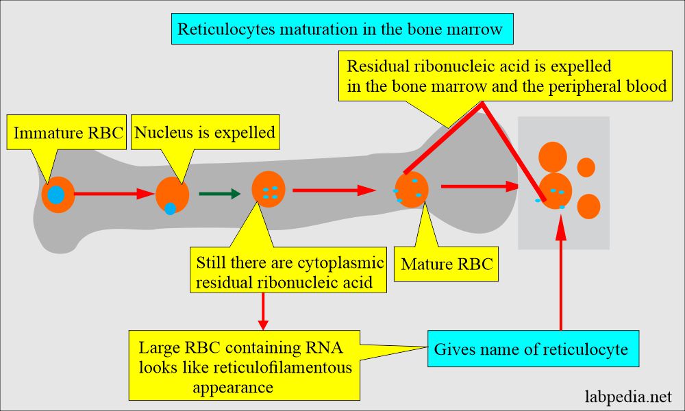 Reticulocyte formation and maturation in the bone marrow