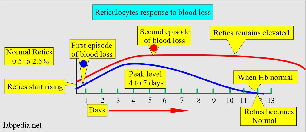 Reticulocyte Count: Reticulocyte response to blood loss