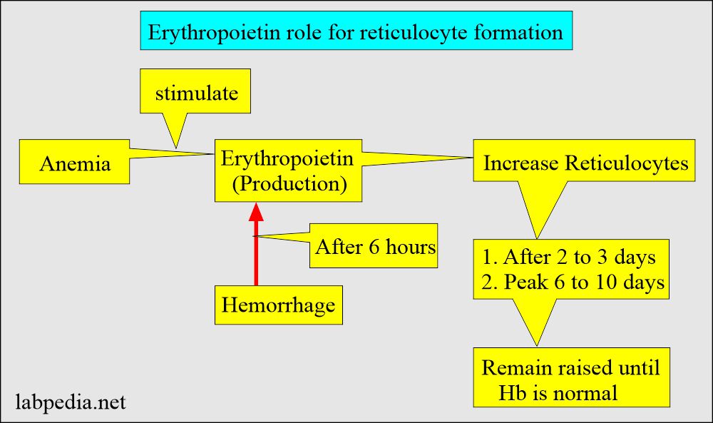 Reticulocyte Count: Erythropoietin role in reticulocytes formation