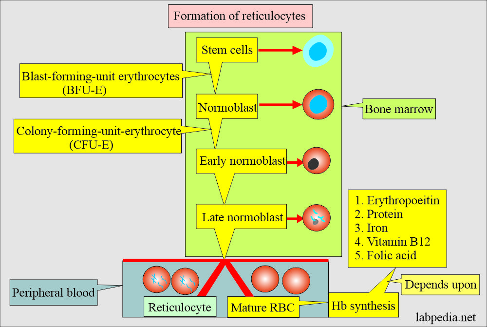 Reticulocytes formation and maturation (BM)