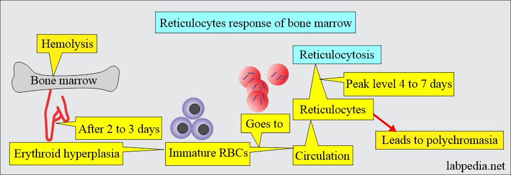 Reticulocytes response of bone marrow