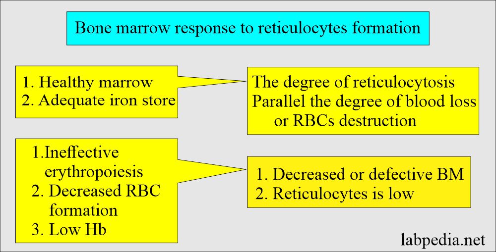 Bone marrow response to Reticulocytes formation