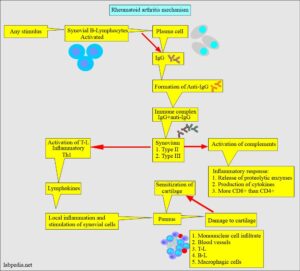 Rheumatoid Factor (RF), Rheumatoid Arthritis (RA factor) - Labpedia.net