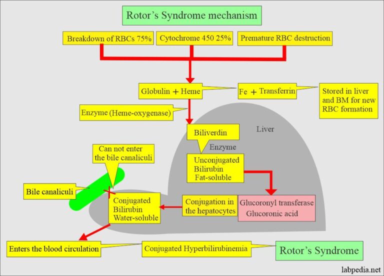 Rotor's Syndrome