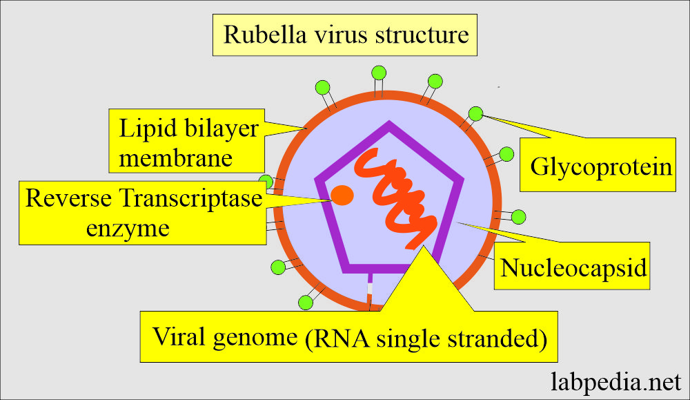 Rubella virus structure