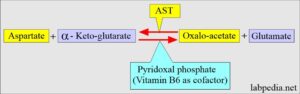 SGOT (Aspartate aminotransferase), AST, Glutamic oxaloacetic ...