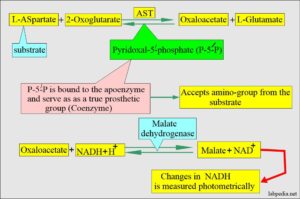 SGOT (Aspartate aminotransferase, AST, Glutamic oxaloacetic ...