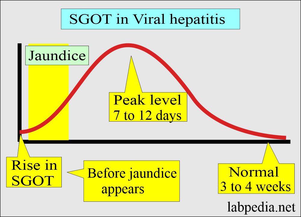 SGOT level in Viral hepatitis