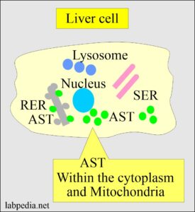 SGOT (Aspartate aminotransferase), AST, Glutamic oxaloacetic ...