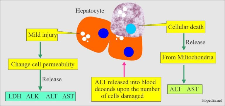 sgpt-serum-glutamic-pyruvic-transaminase-alt-alanine