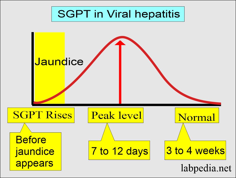 SGPT level in Viral hepatitis
