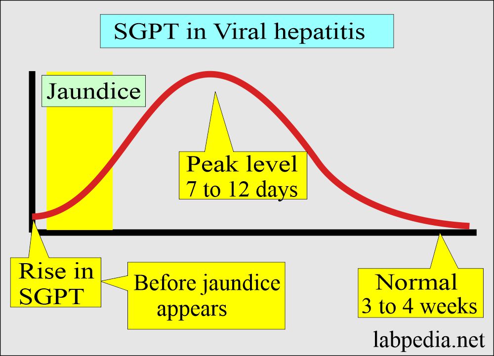 SGPT level in acute viral hepatitis