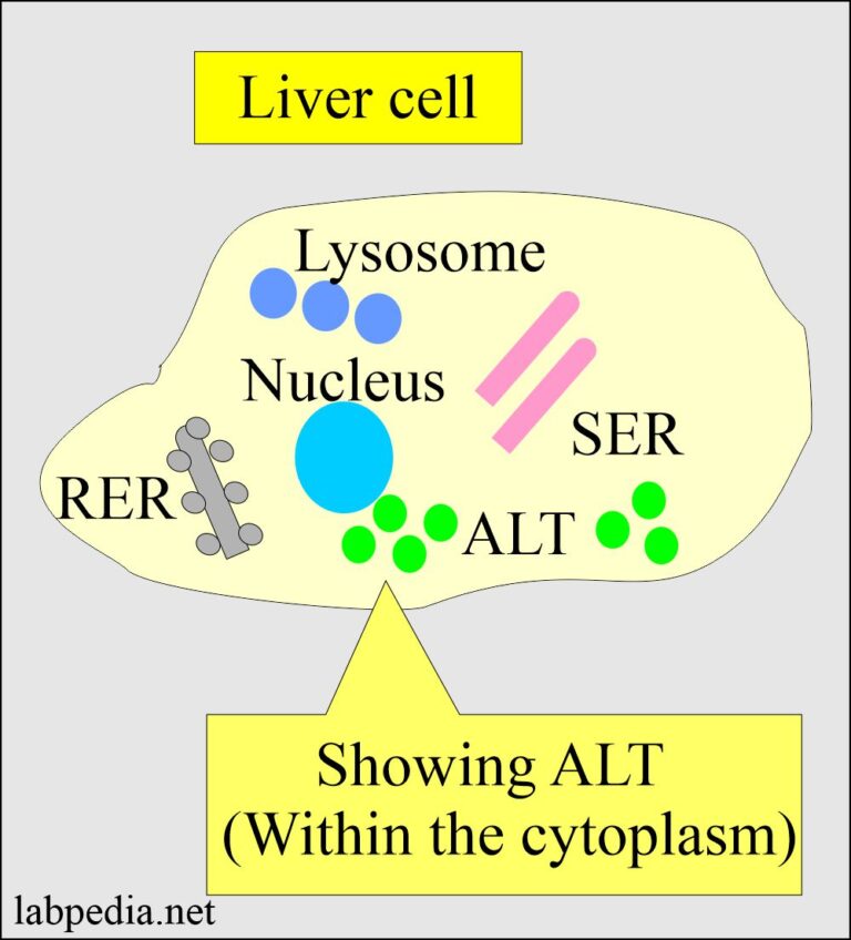 SGPT (ALT, Alanine aminotransferase, Serum Glutamic-Pyruvic Transaminase)