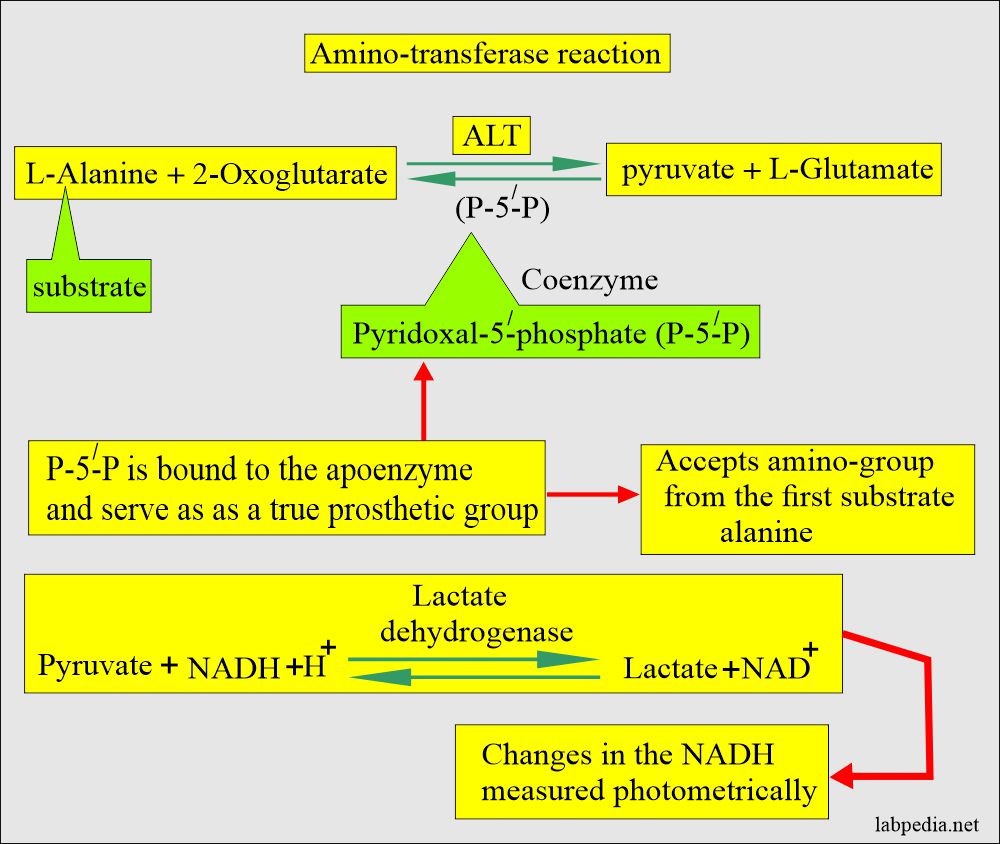 SGPT ALT Alanine Aminotransferase Serum Glutamic Pyruvic Transaminase 