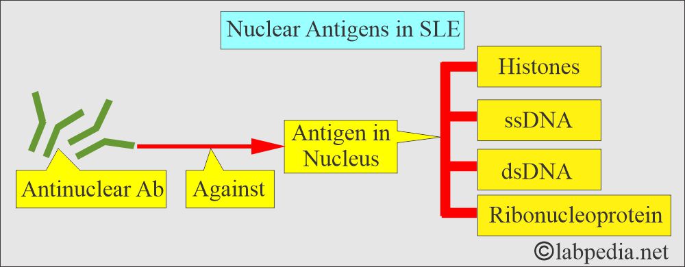 SLE antigens SLE antigens