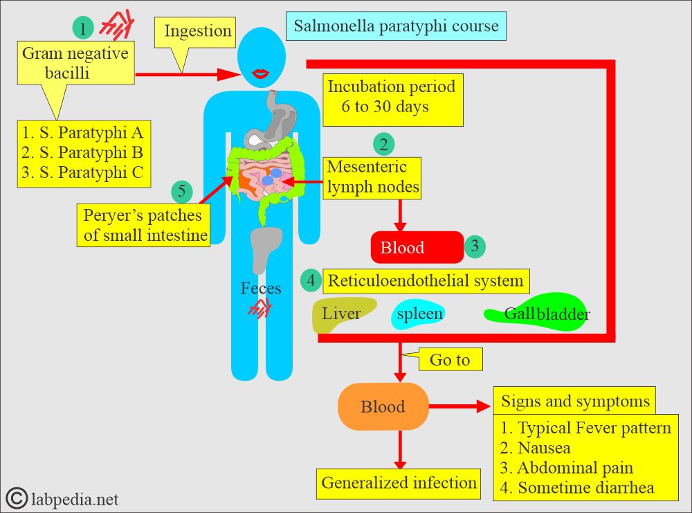 Salmonella paratyphi course