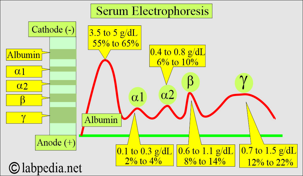 Serum electrophoresis summary Serum electrophoresis summary