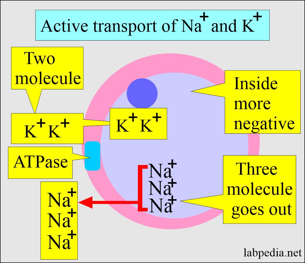 Potassium (K+) and Sodium (Na+) active transport