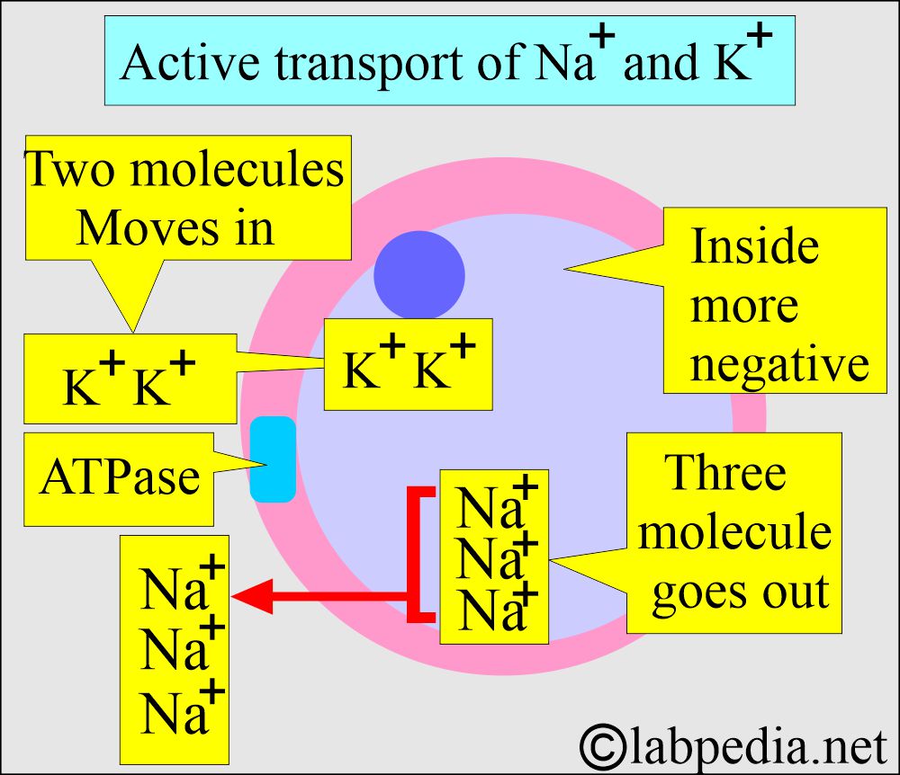 Sodium/Potassium active transport