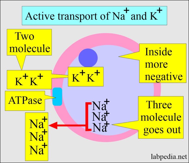 Sodium (Na+), Blood and Serum