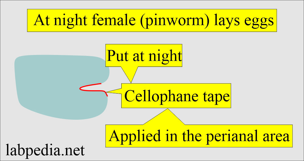 Stool pinworm infants' cellophane tape method