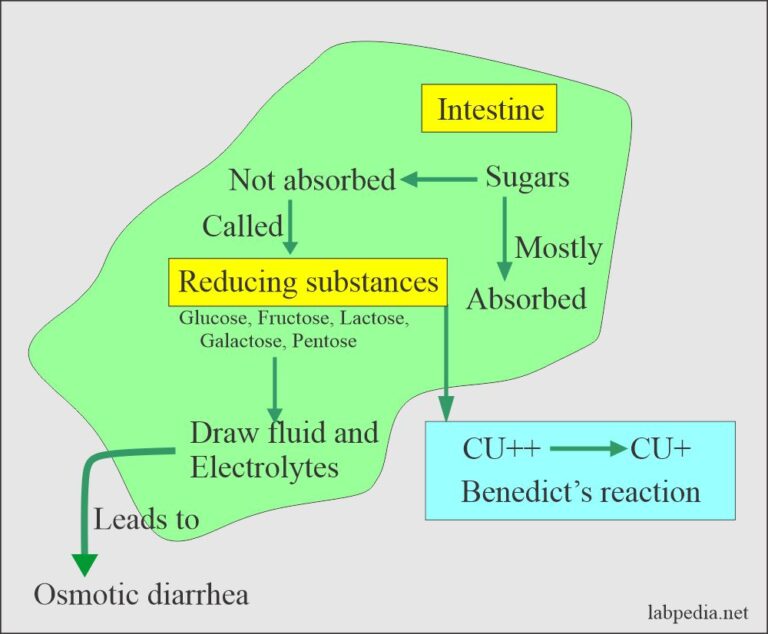 Stool Examination Part 4 Reducing substances, Breath Test, and