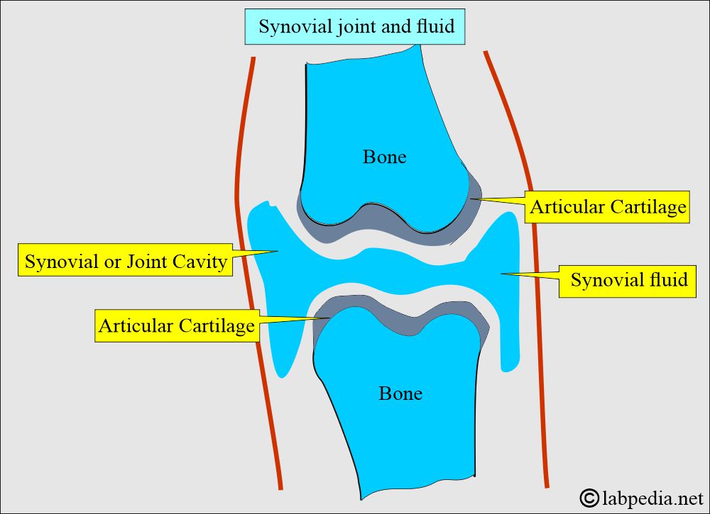 Synovial fluid and synovial cartilage Synovial fluid and synovial cartilage
