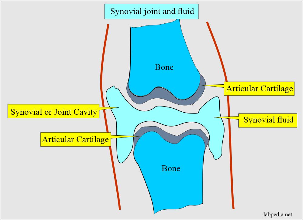Synovial fluid and cavity for aspiration