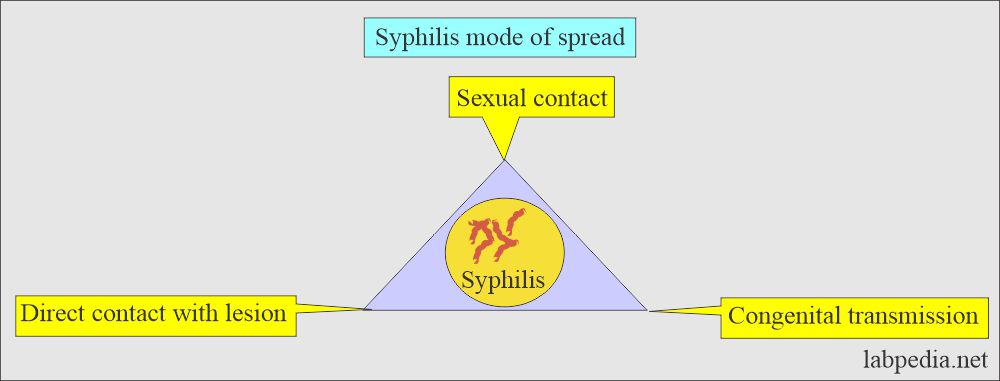 Syphilis mode of spread