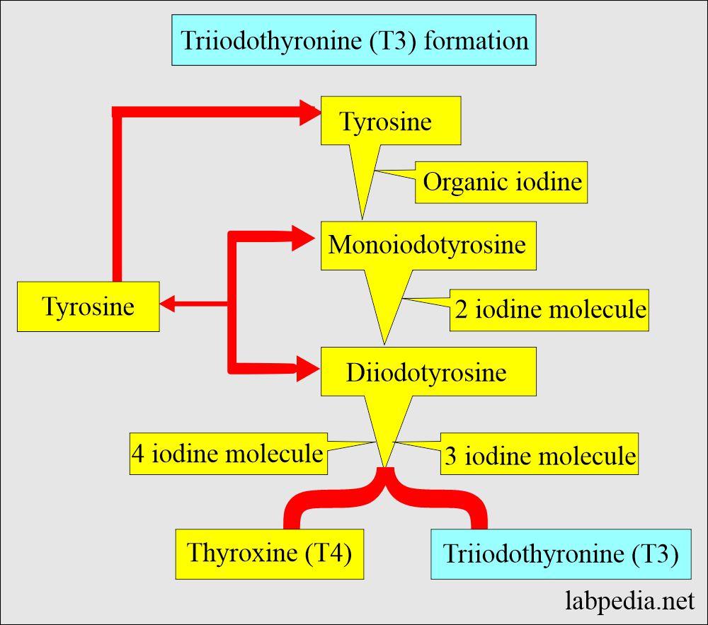 Triiodothyronine (T3) formation