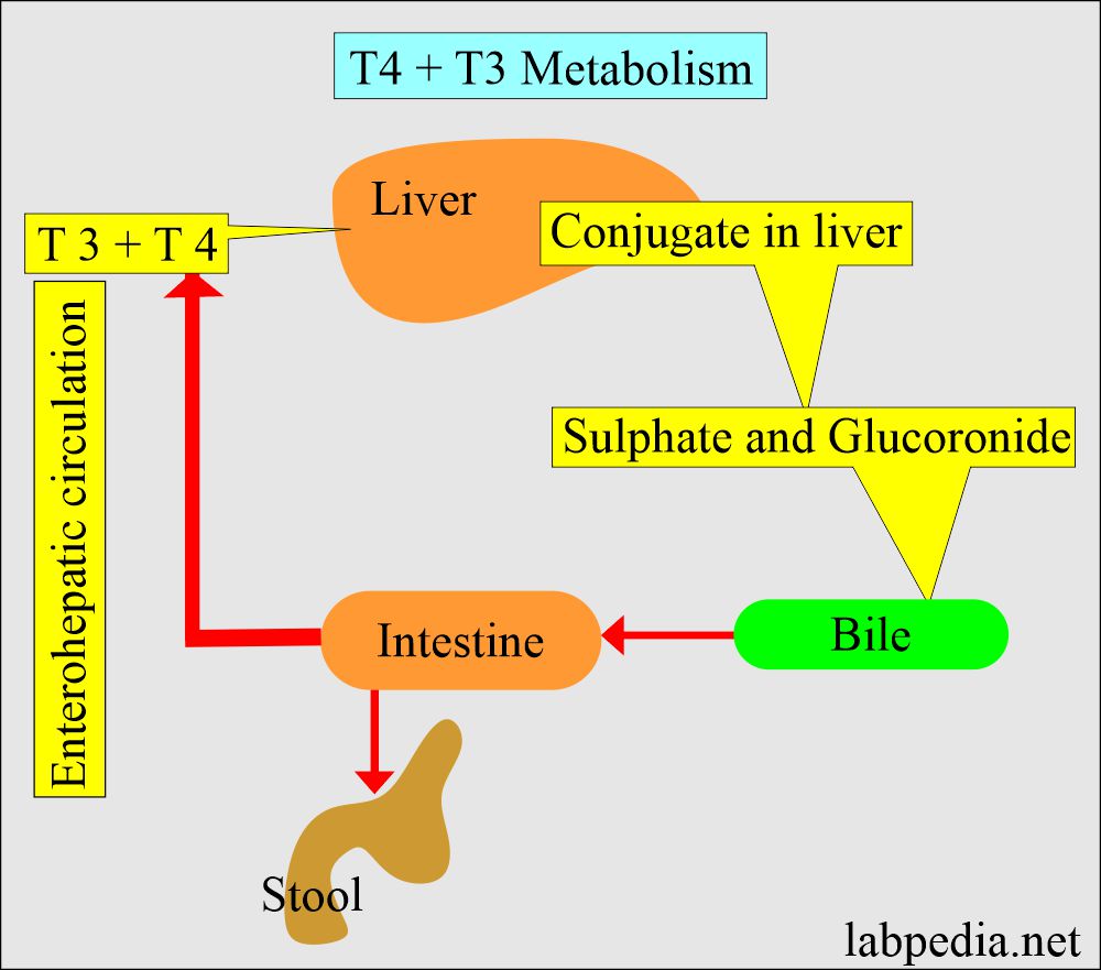 T4 and T3 metabolism 