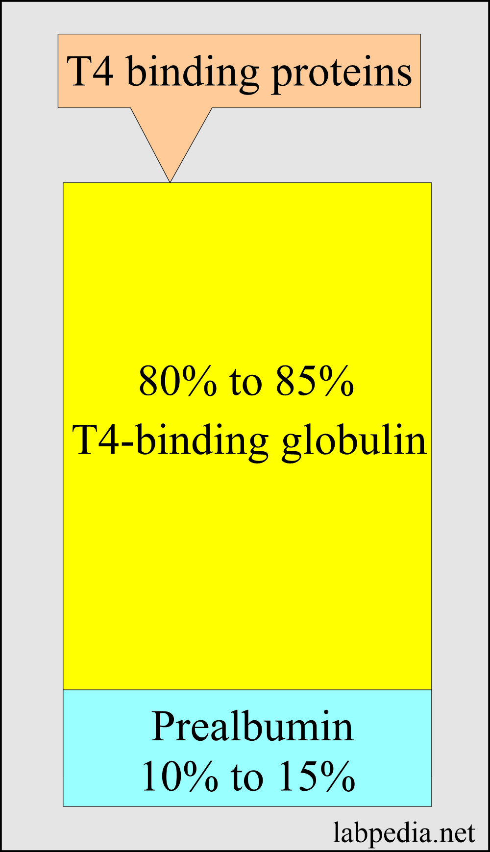 T4 binding proteins