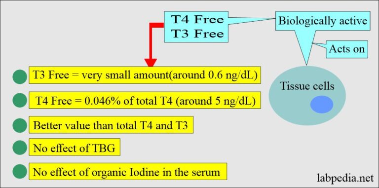 Thyroid:- Part 1 - Thyroid Function Tests (Thyroid Hormones) T4, T3 ...